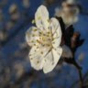 Meet your Posher, Mandi